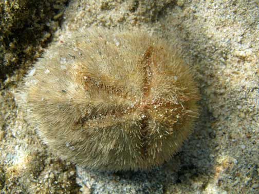 Представитель Семейства Brissidae
